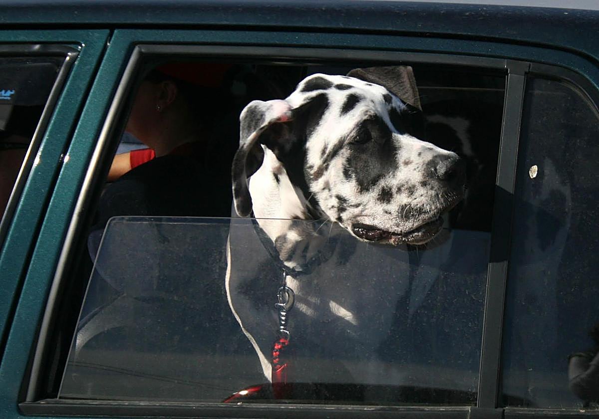 Cómo hacer que tu mascota viaje segura y sin sanciones