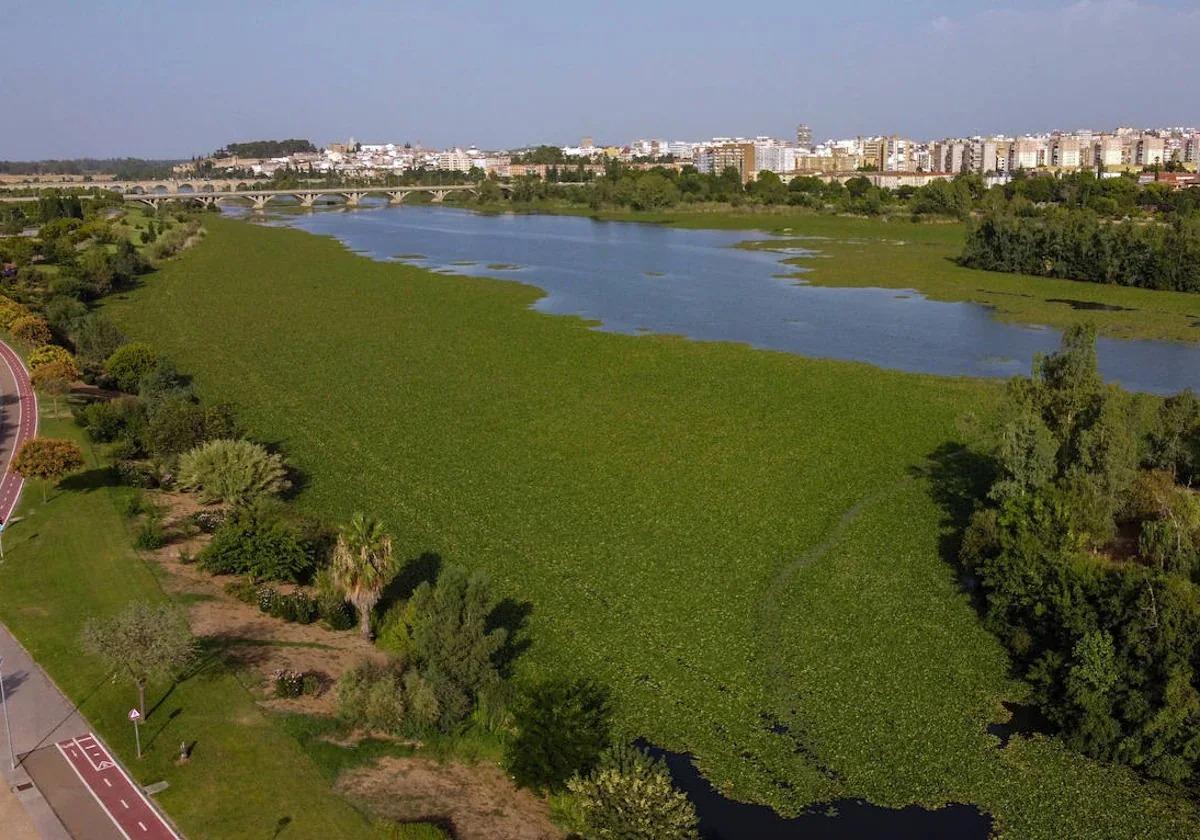 Nenúfar en el cauce del Guadiana a su paso por Badajoz