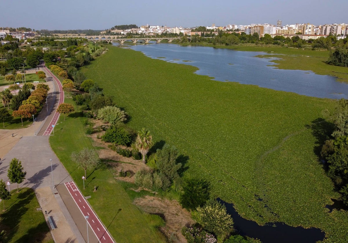 Mancha de nenúfar en el Guadiana a su paso por Badajoz.