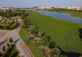 Mancha de nenúfar en el Guadiana a su paso por Badajoz.