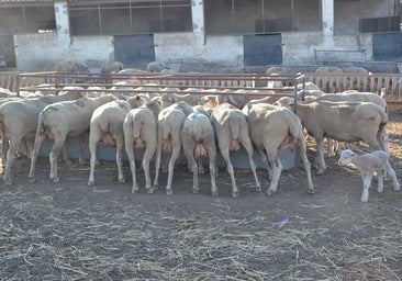 Extremadura alcanza los 21 focos de lengua azul al notificarse cinco más entre las dos provincias