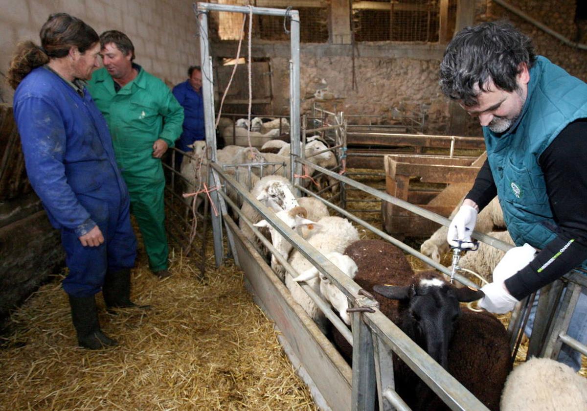 Campaña de vacunación de las ovejas de lengua azul en Extremadura.