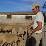 Extremadura alcanza los 26 focos de lengua azul al notificarse otros cinco más