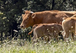La enfermedad hemorrágica mata a uno de cada cuatro animales contagiados.