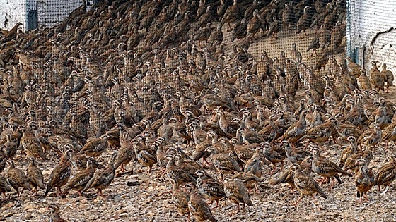 La granja de las 24.000 perdices