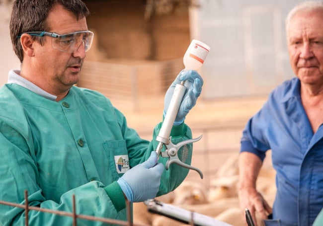 El veterinario Eloy Contador coloca la vacuna en la pistola para vacunar a las ovejas.