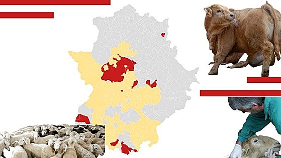 Extremadura alcanza los 26 focos de lengua azul al notificarse otros cinco más