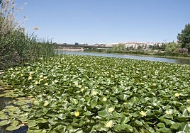 Nenúfar en el Guadiana a su paso por Badajoz.