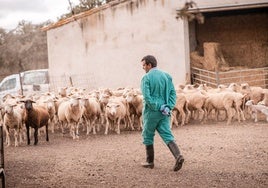 Un veterinario de Tragsa camina junto a una explotación de ovejas en Valencia del Mombuey antes de ser vacunadas la semana pasada.