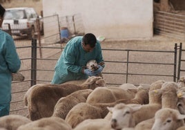 Un veterinario comprueba el estado de una oveja en el inicio de la campaña de vacunación contra la lengua azul el viernes pasado en Valencia del Mombuey.