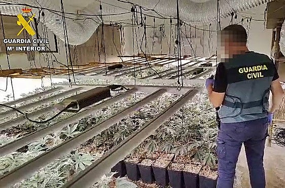 Imagen de una de las plantaciones