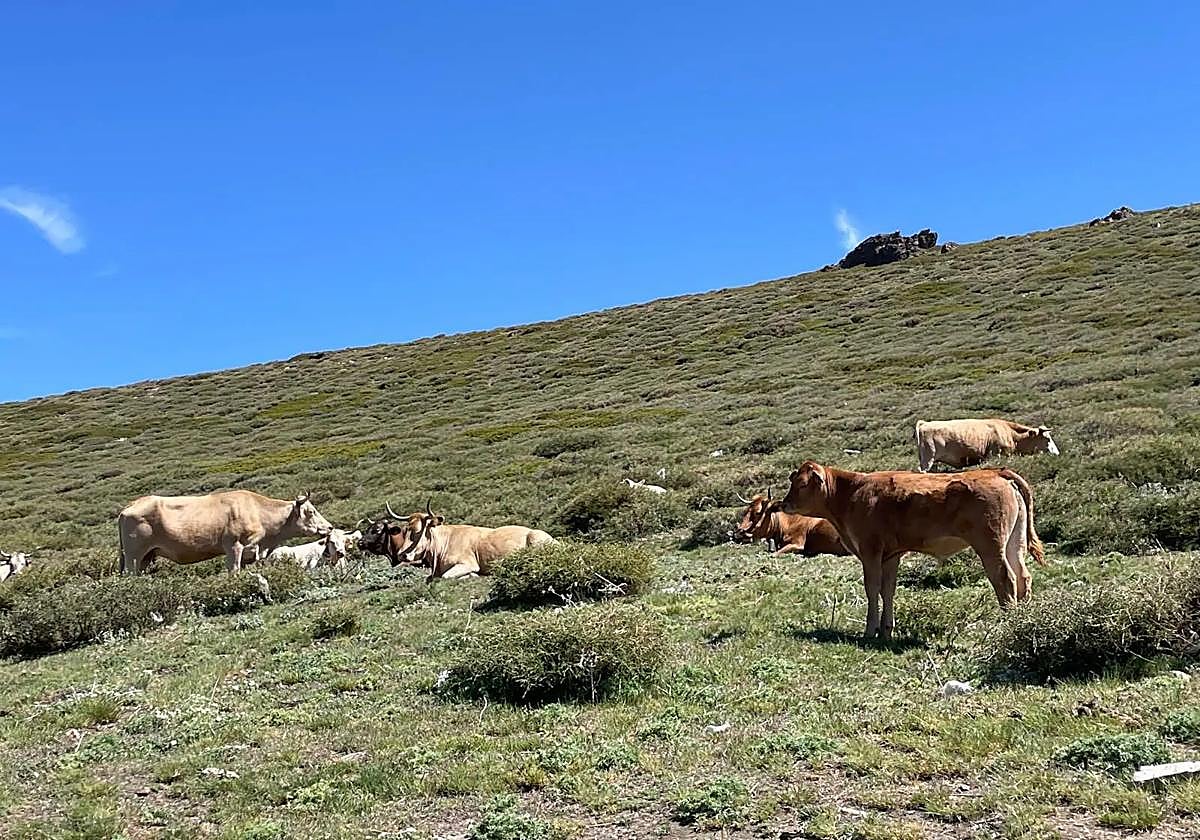 Un nuevo foco de carbunco en vacuno, el tercero en un mes en Extremadura
