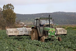 El sector agrícola, junto al trabajo del hogar, los más afectados