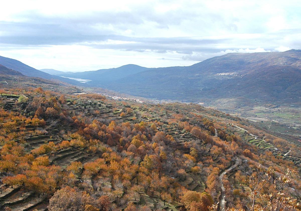 Cerezos del Valle del Jerte con las tonalidades del otoño.