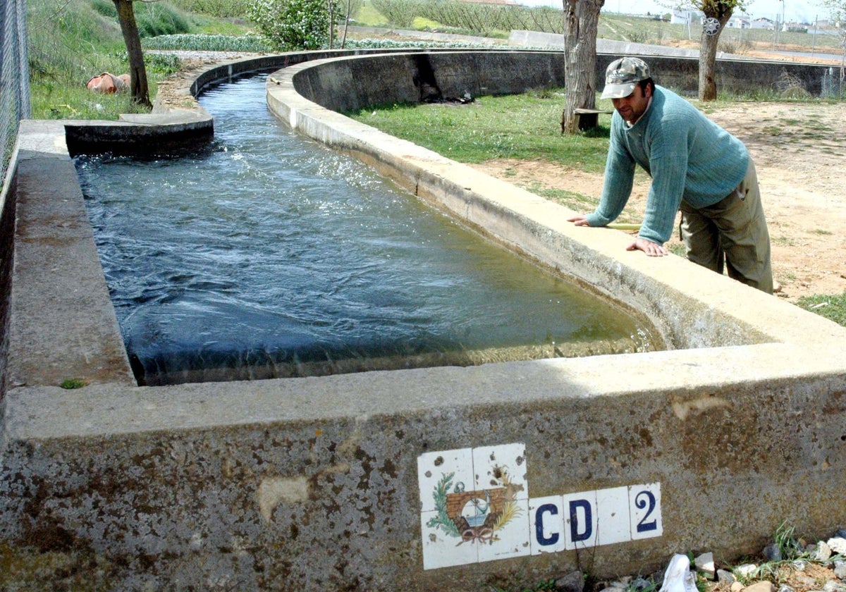 Un hombre mira el interior de una acequia de riego en las Vegas Bajas del Guadiana.