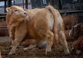 Una vaca en una explotación.