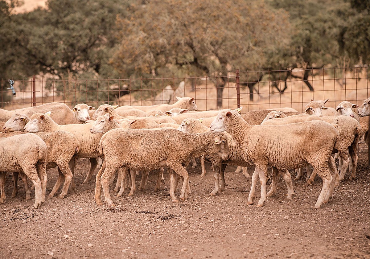Ovejas en una explotación de Valencia del Mombuey.