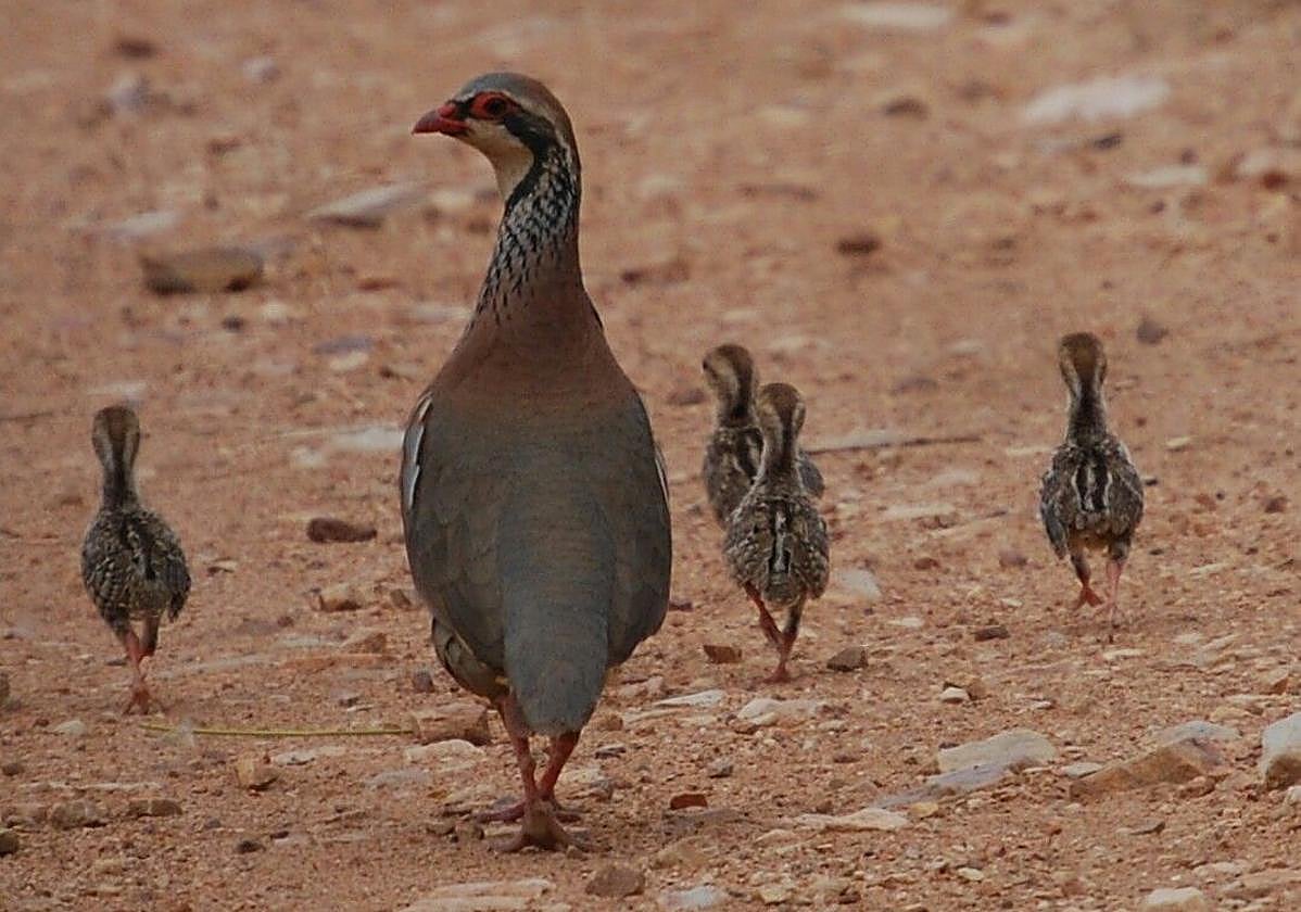 Perdiz roja con sus polluelos.