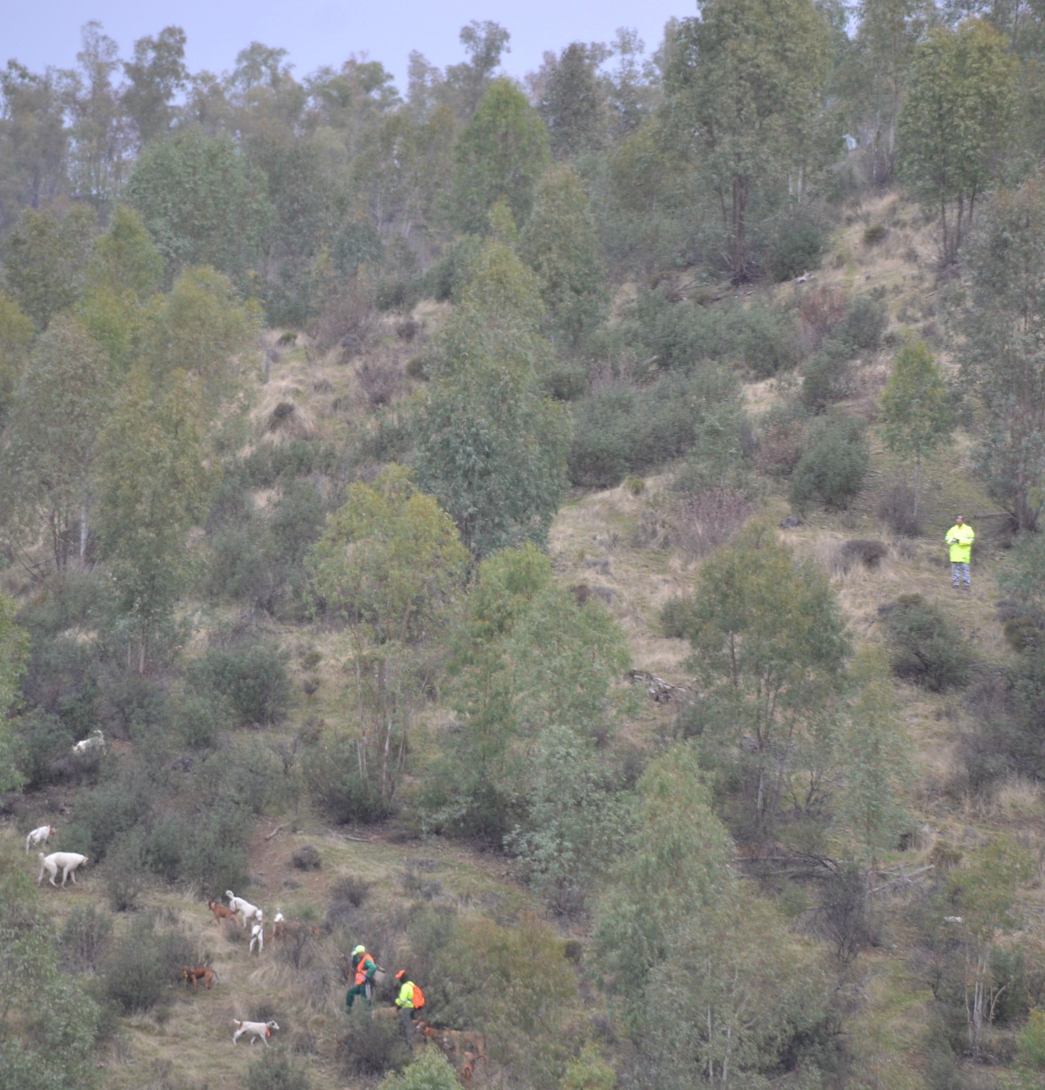 Fotos | Así ha sido la montería de Azuaga