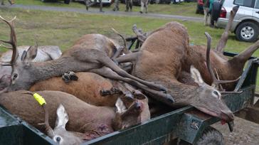 Ficha de la montería: