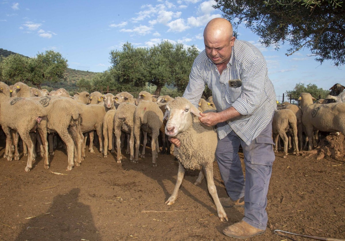 Javier Santos, ganadero de la pedanía oliventina de San Jorge de Alor, muestra una oveja con síntomas de tener lengua azul.