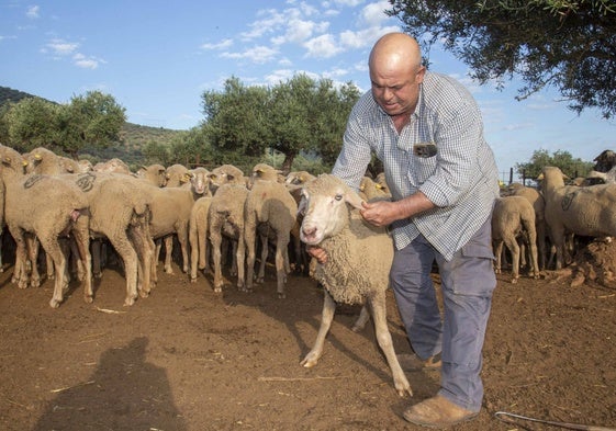 Javier Santos, ganadero de la pedanía oliventina de San Jorge de Alor, muestra una oveja con síntomas de tener lengua azul.