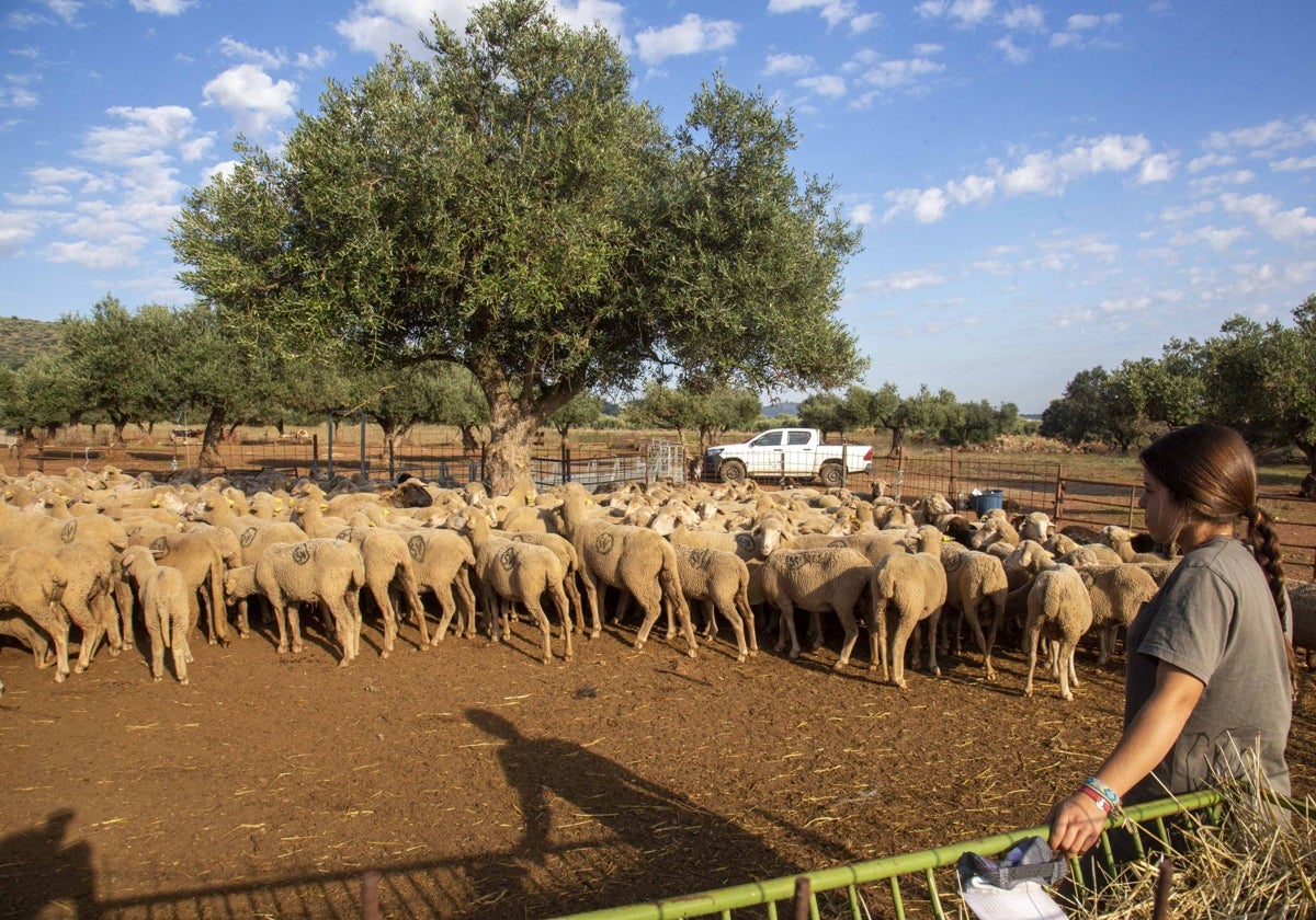 Explotación de ovino en San Jorge de Alor, en Olivenza.