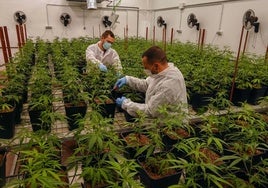 Cultivo de cannabis en el centro tecnológico de Ctaex