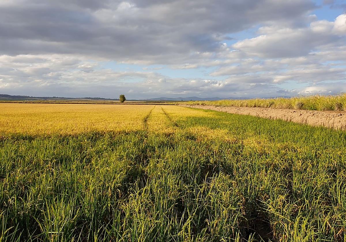 Un arrozal situado en la ZEPA de Palazuelo y Guadalperales.