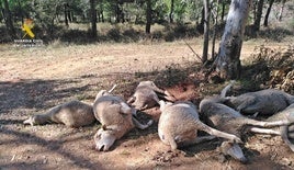 El abandono de las ovejas provocó la muerte de las mismas