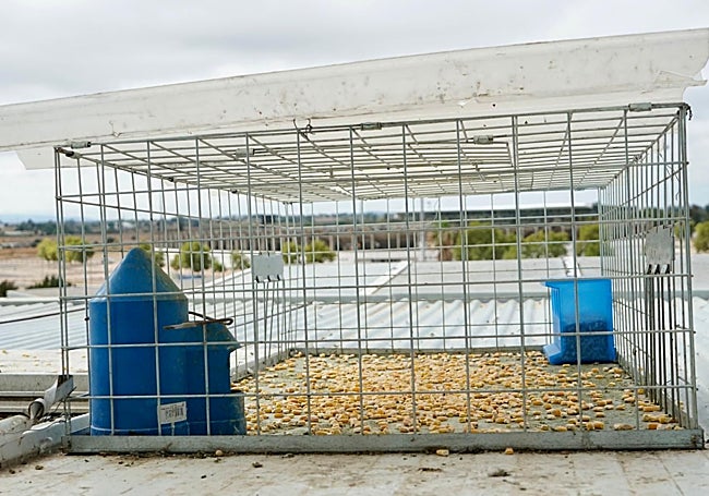 Una de las jaulas usadas en Badajoz para capturar palomas.