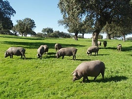 'Jamon Lovers' visitará la Ruta del Ibérico 'Dehesa de Extremadura'
