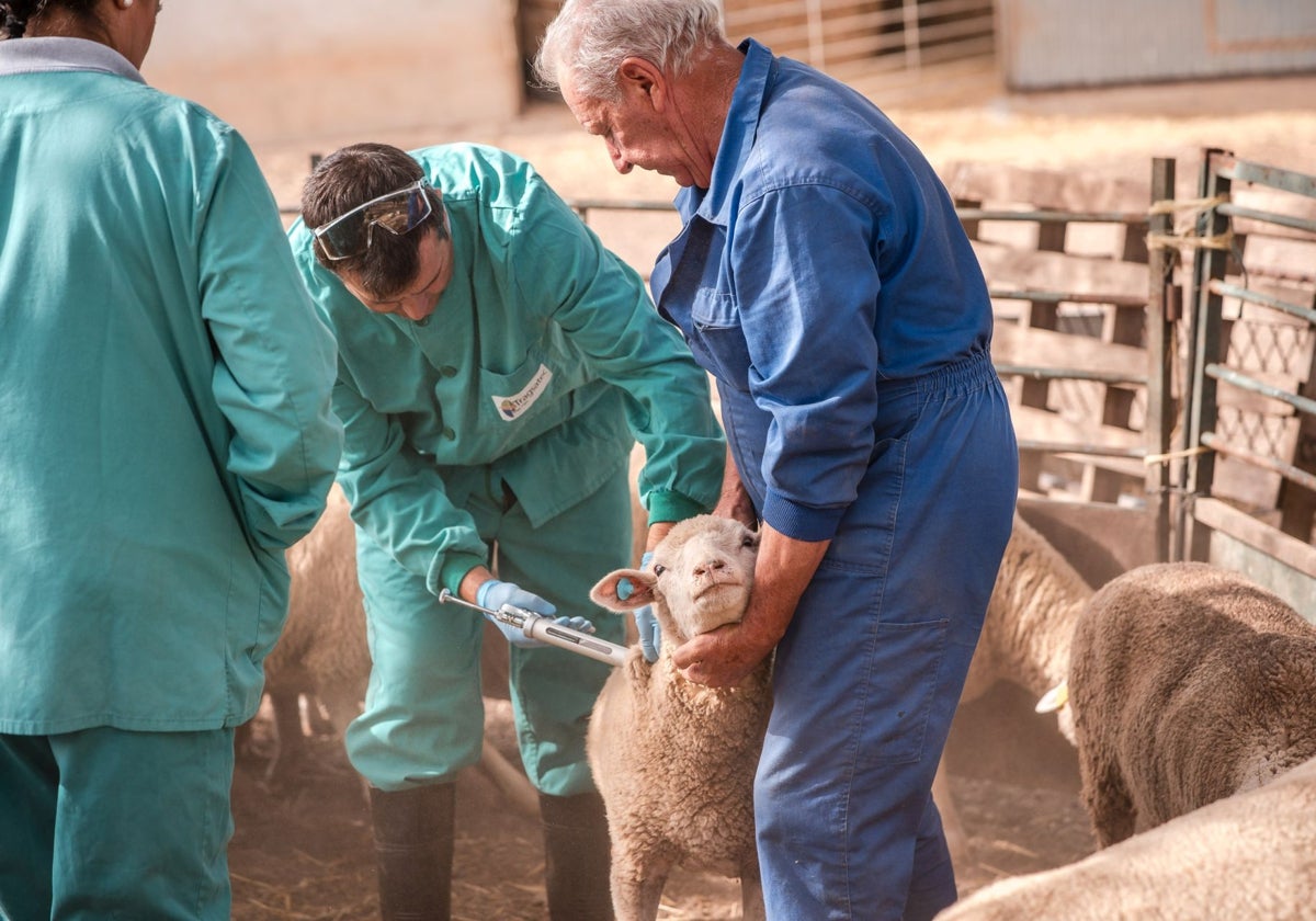 Un veterinario inocula una vacuna contra el serotipo 3 de lengua azul en Valencia del Mombuey el pasado 4 de octubre.