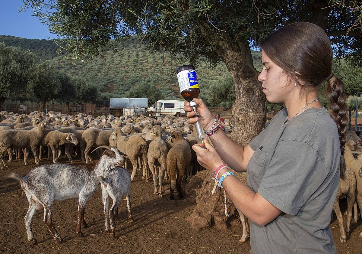 Una ganadera prepara antibiótico para ser inoculado en una oveja en San Jorge de Alor.
