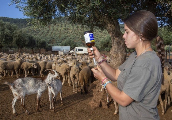 Una ganadera prepara antibiótico para ser inoculado en una oveja en San Jorge de Alor.