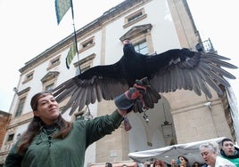 Espectáculo de cetrería y vuelo de aves rapaces.