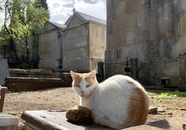 Gato callejero en una imagen en el cementerio de Cáceres.