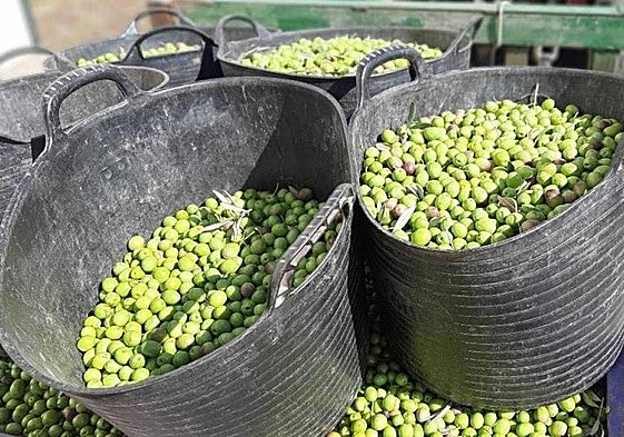 Imagen de archivo de aceituna de verdeo recién recogida en el norte de Extremadura.