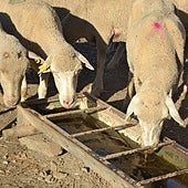 Ovejas en una explotación de Villanueva del Fresno.