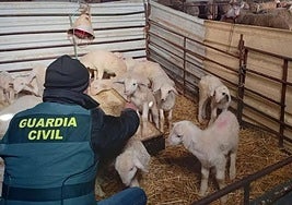 Se repiten los robos de ovino