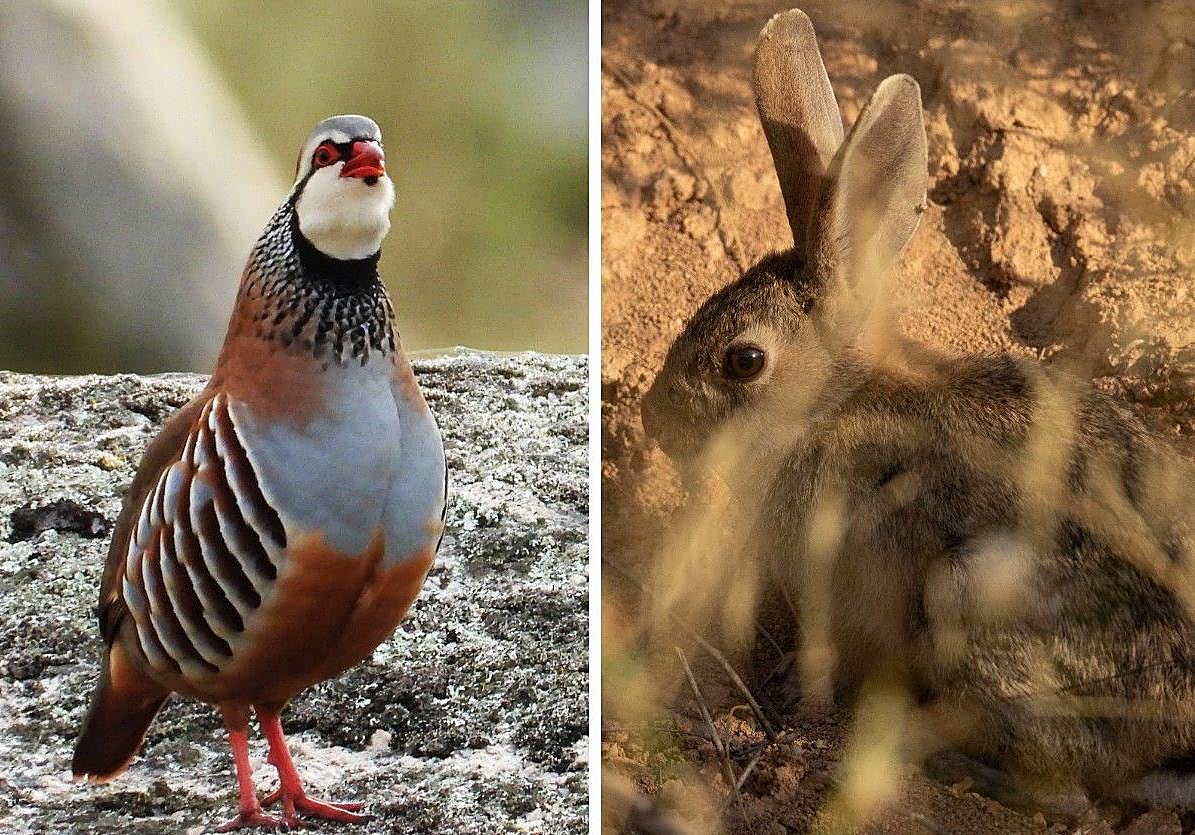 Aprobado el Convenio de Colaboración para la Monitorización de Perdiz Roja y Conejo de Monte en Extremadura