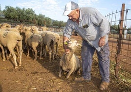 Javier Santos, ganadero de San Jorge de Alor, con sus ovejas. En su explotación ha tenido animales afectados por lengua azul.