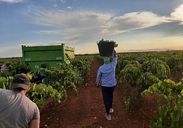 El repunte de la actividad agraria tras la sequía explica en parte la mejora de las previsiones de crecimiento.