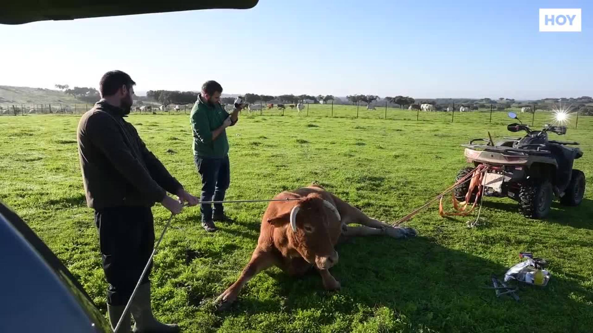 Doctores del campo, una profesión sin descanso