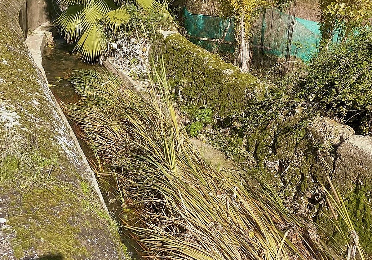 Zona repleta de vegetación en la Ribera del Marco.