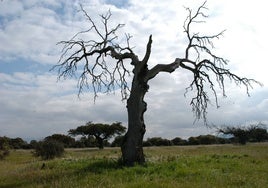 Encinas y eucaliptos en Extremadura. La seca