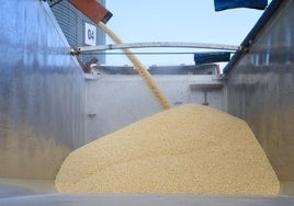 Casat lleva dos años trabajando en el maíz blanco, un cultivo que se paga algo mejor que el amarillo y que se utiliza para producir harinas y sémolas blancas.