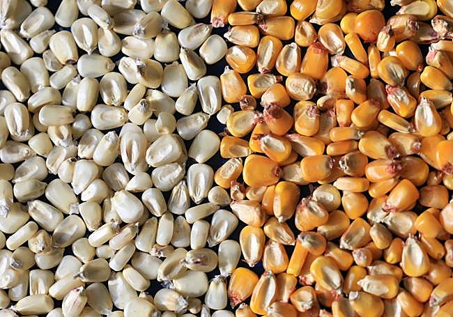 Maíz blanco y amarillo tienen las mismas propiedades y producción. Alfredo Gómez, subdirector de Casar, en el laboratorio portátil.