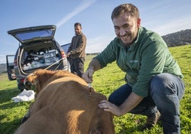 Álvaro con Alfonso, vaquero de una finca de Alconchel, curando la pata a una vaca después de dormirla.