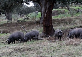 Nubarrones y claros de la agroganadería extremeña